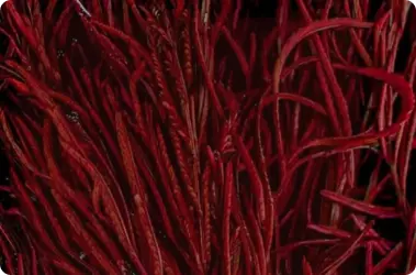 Triple-Layer Defense: The Science Behind Astaxanthin’s Skin-Strengthening Power