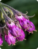 Allantoin